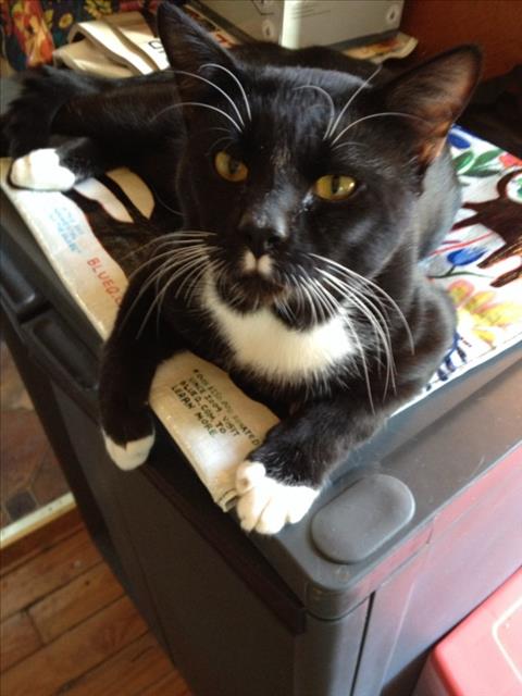 Percy, Domestic Short Hair (medium coat)