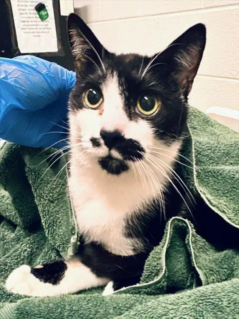 Goatee - Domestic Short Hair