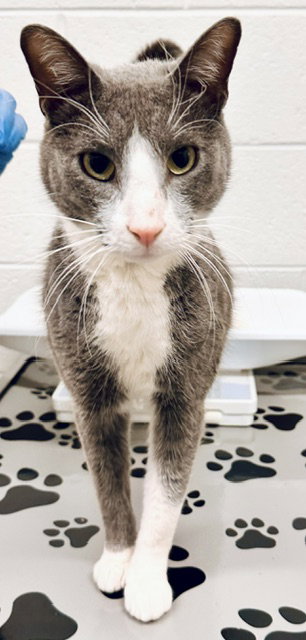 Tallenti, Domestic Short Hair / Siamese / Mixed (medium coat)