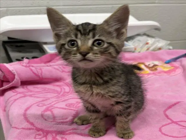 Breezy - Domestic Short Hair