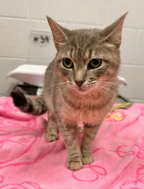 Autumn - Domestic Short Hair