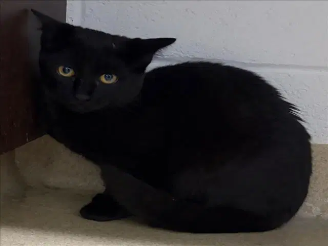 Tarot - Domestic Short Hair