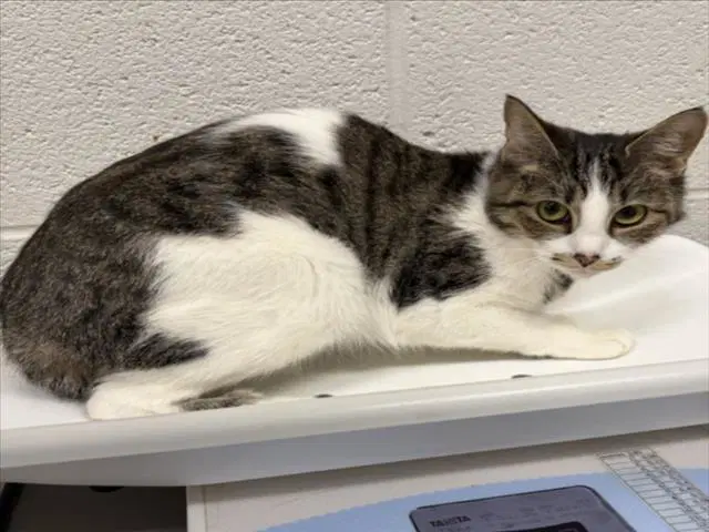 Pifa - Domestic Short Hair