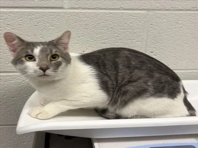 Tom - Domestic Short Hair