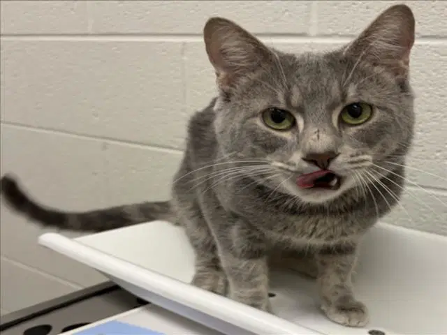 Coco - Domestic Short Hair