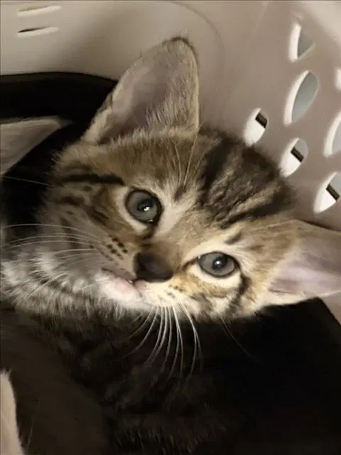 Somersault - Domestic Short Hair