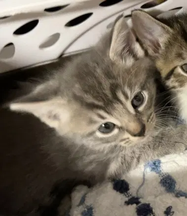 Trampoline - Domestic Short Hair