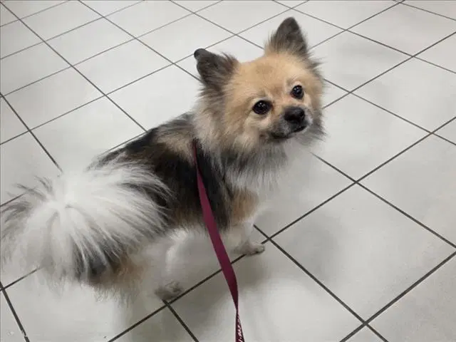 Pico - Pomeranian