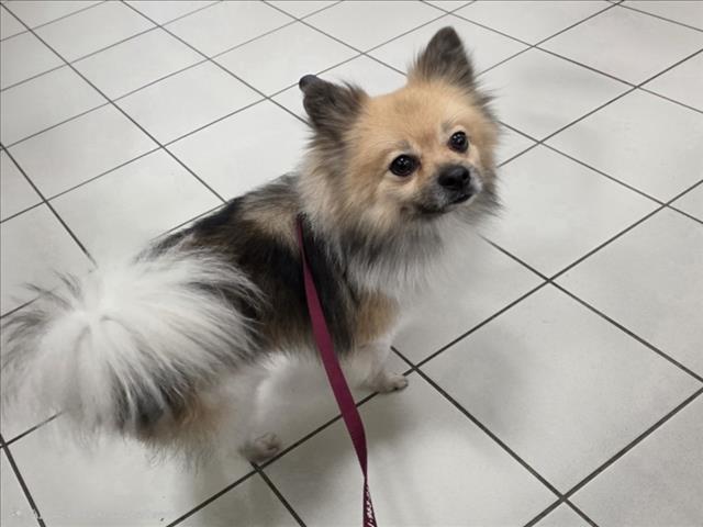 Pico