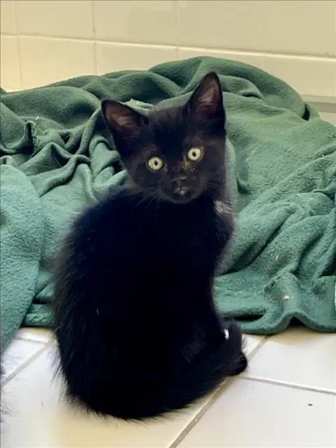 Rocky Road - Domestic Short Hair