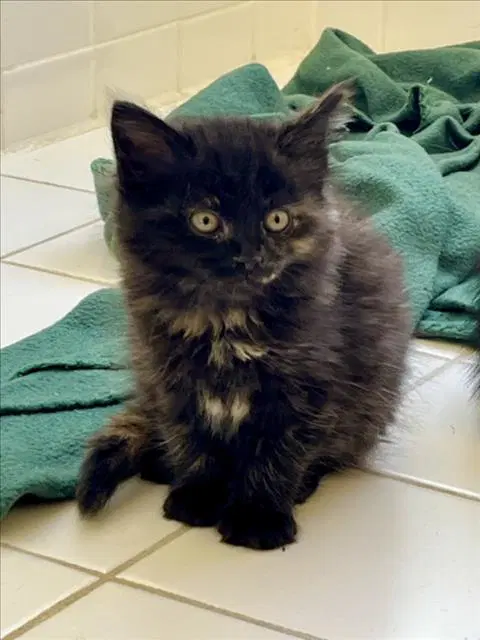 Neopolitan - Domestic Short Hair