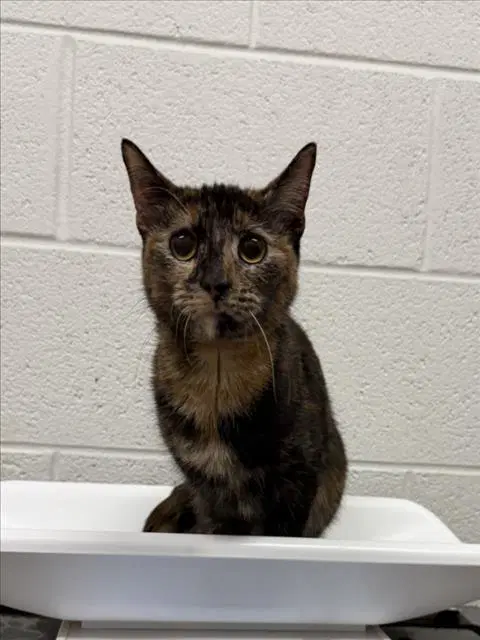 Marney - Domestic Short Hair