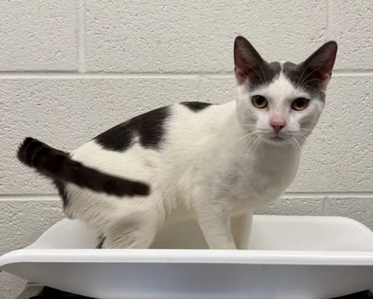 Kalabar - Domestic Short Hair
