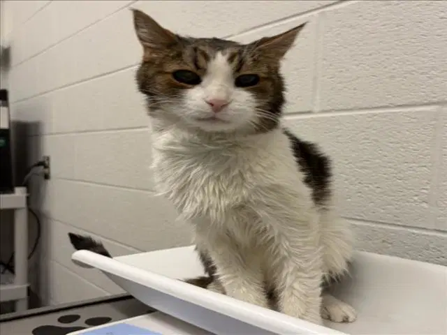 Pippen - Domestic Short Hair