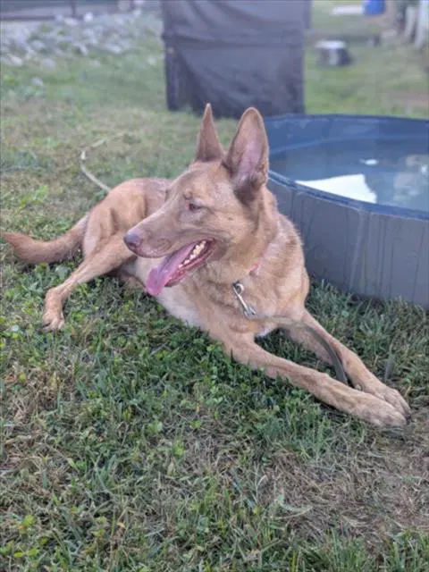 Max - German Shepherd Dog
