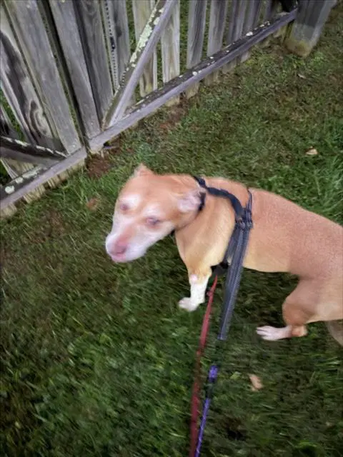 Princess - American Pit Bull Terrier