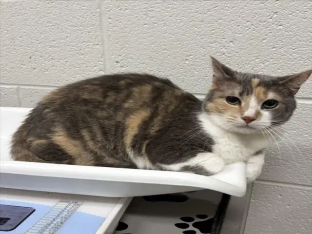 Nessie - Domestic Short Hair