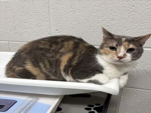 NESSIE, a Domestic Short Hair (medium coat) cat for adoption in Derwood, MD