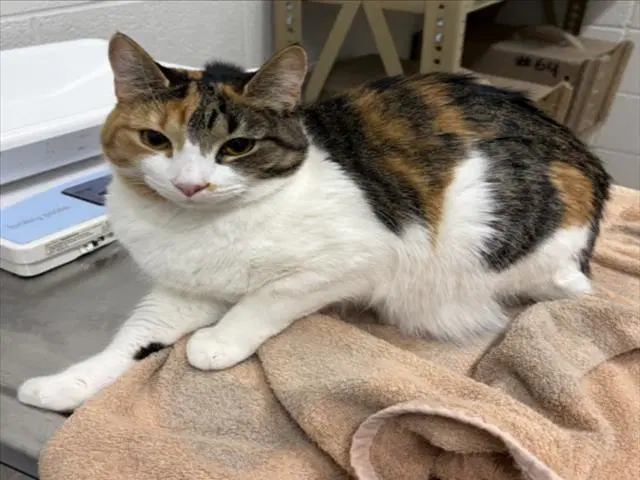 Iris - Domestic Short Hair