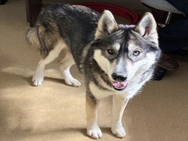 Moka - Siberian Husky