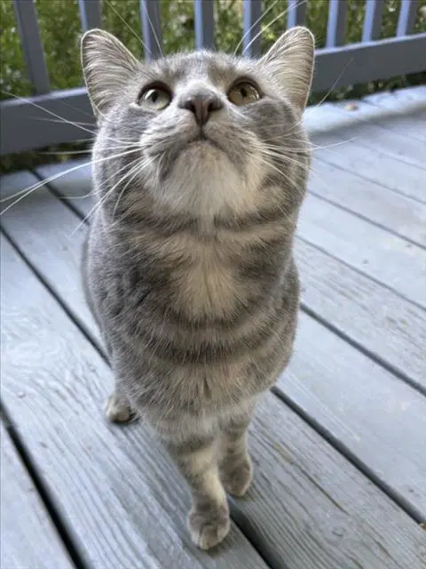 Kawaii - Domestic Short Hair
