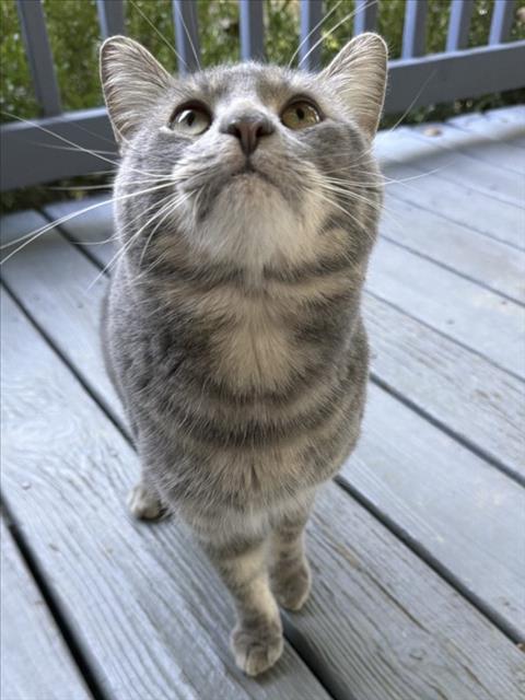Kawaii