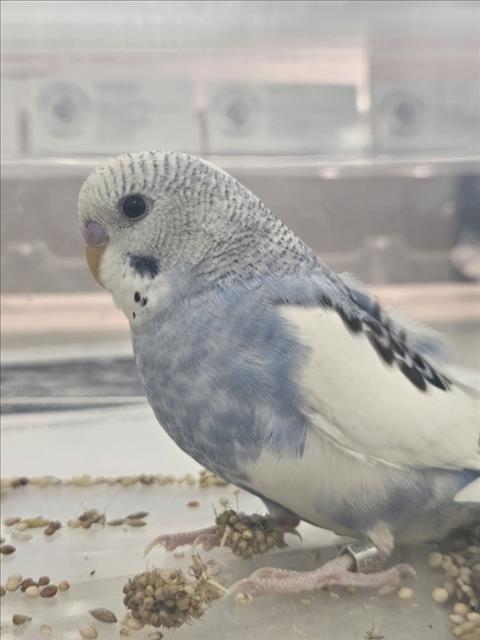 PERIWINKLE, a Parakeet - Other (medium coat) bird for adoption in Derwood, MD