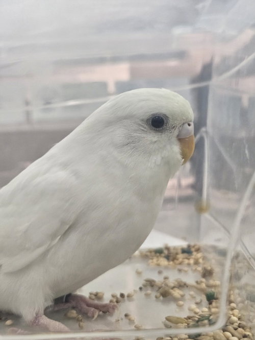 ANGEL, a Parakeet - Other (medium coat) bird for adoption in Derwood, MD