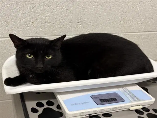 Dre - Domestic Short Hair