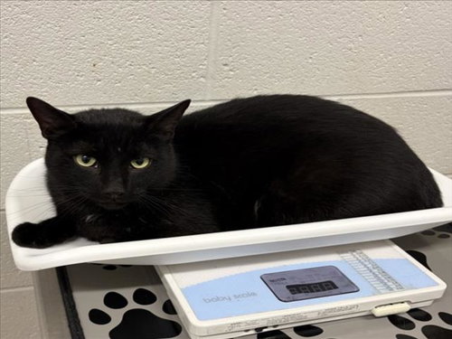 DRE, a Domestic Short Hair (medium coat) cat for adoption in Derwood, MD