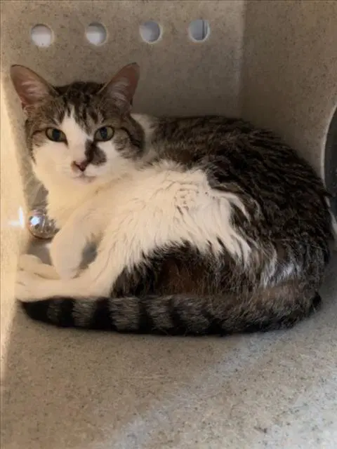 Nayla - Domestic Short Hair