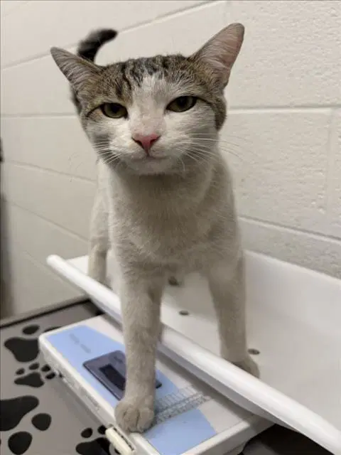 Snickers - Domestic Short Hair