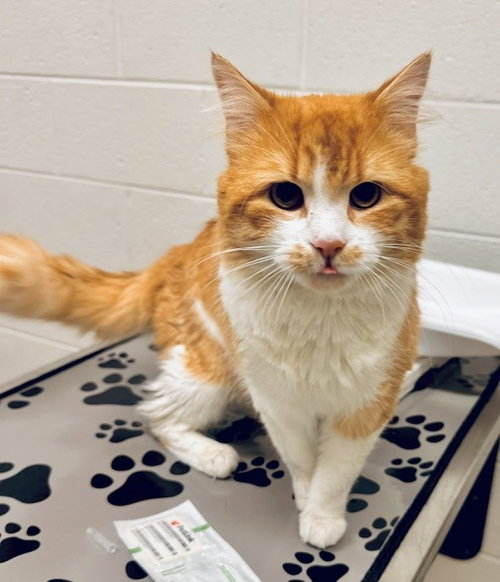 *SPEED BUMP, a Domestic Long Hair (medium coat) cat for adoption in Derwood, MD