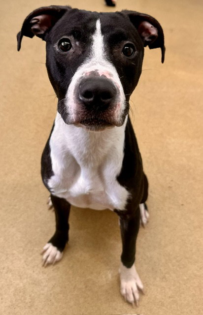 *AMARA, an American Pit Bull Terrier (medium coat) dog for adoption in Derwood, MD