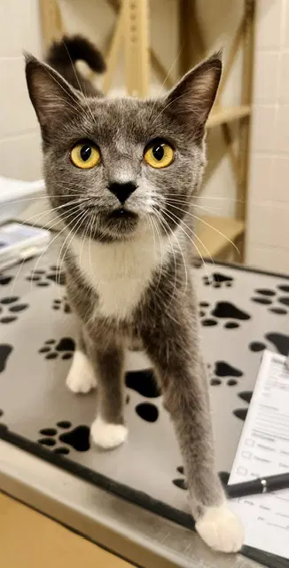 Yvaine - Domestic Short Hair