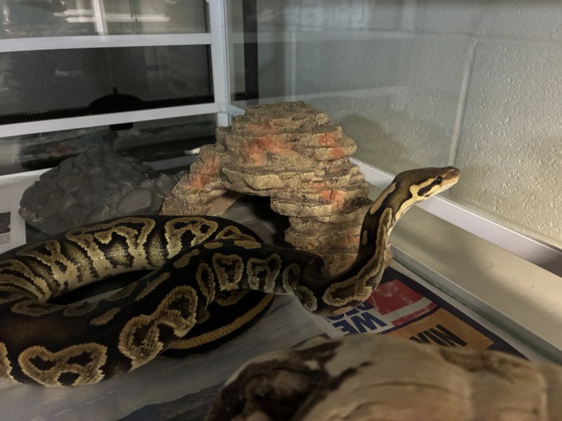 *PLYMOUTH