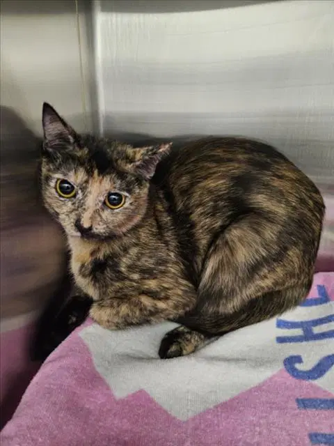 Suki - Domestic Short Hair