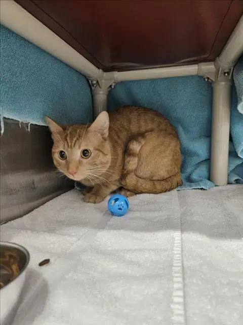 Loui - Domestic Short Hair