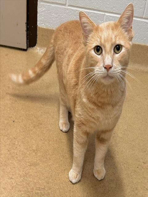 SIMBA