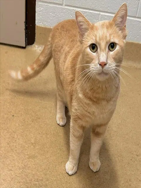 Simba - Domestic Short Hair