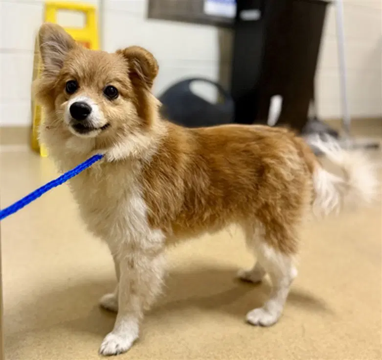 Swiffer - Pembroke Welsh Corgi