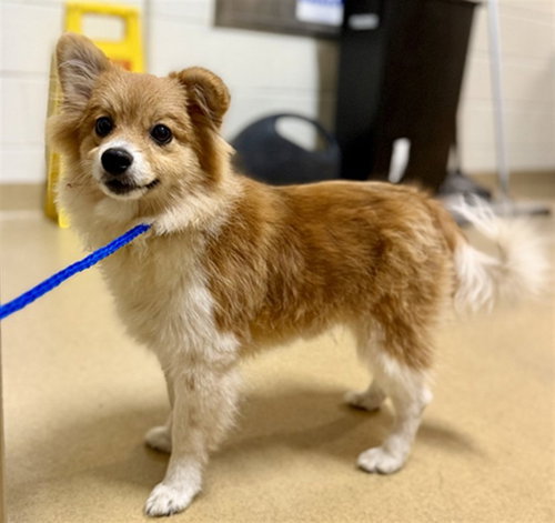 *SWIFFER, a Pembroke Welsh Corgi / Pomeranian / Mixed (medium coat) dog for adoption in Derwood, MD