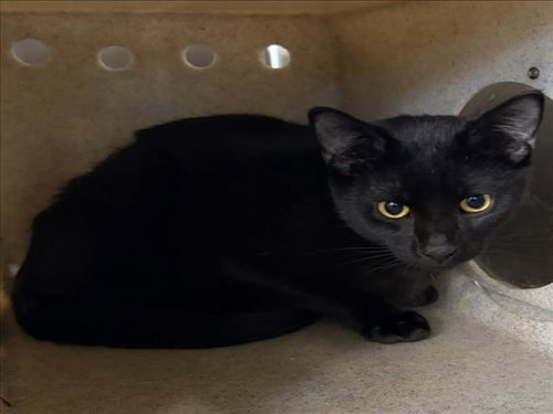*STOUT, a Domestic Short Hair (medium coat) cat for adoption in Derwood, MD