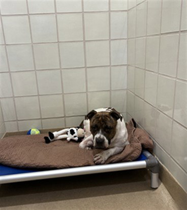 GAMBIT, an American Pit Bull Terrier (medium coat) dog for adoption in Derwood, MD