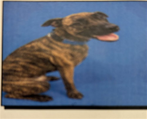 DIEGO, an American Pit Bull Terrier (medium coat) dog for adoption in Derwood, MD