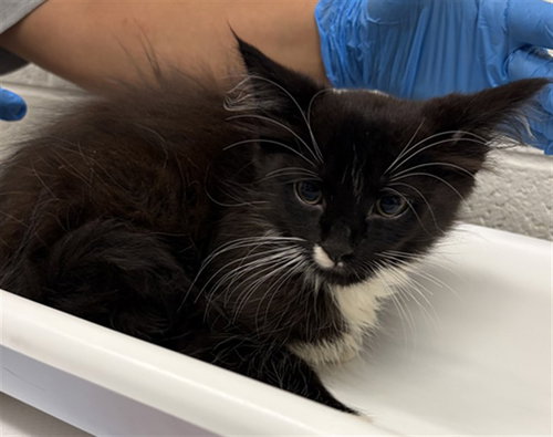 *GREG BRADY, a Domestic Long Hair (medium coat) cat for adoption in Derwood, MD