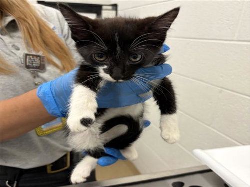 *MARSHA BRADY, a Domestic Medium Hair (medium coat) cat for adoption in Derwood, MD