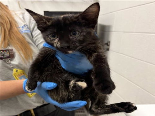 *CINDY BRADY, a Domestic Short Hair (medium coat) cat for adoption in Derwood, MD