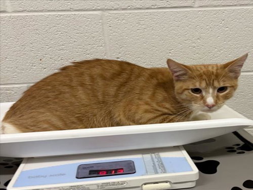 *BOBBY BRADY, a Domestic Short Hair (medium coat) cat for adoption in Derwood, MD