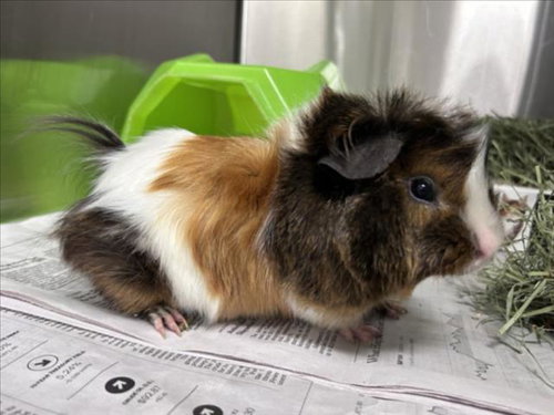 LALO, a Guinea Pig (medium coat) other pet for adoption in Derwood, MD